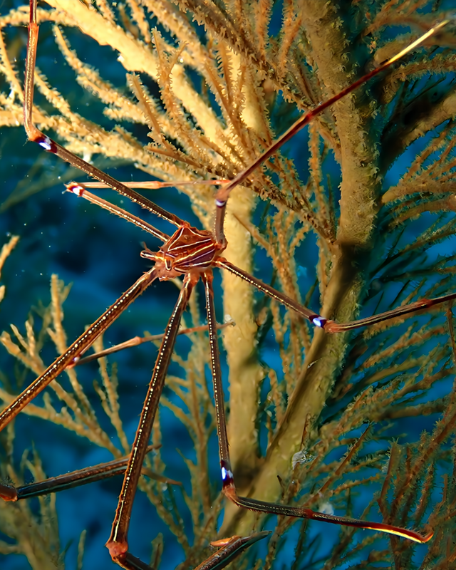 千葉県館山市・沖ノ島の沖に広がる“魚が賑わう海”を潜る｜魚影・透明度・魅力が詰まったダイビングポイント徹底紹介