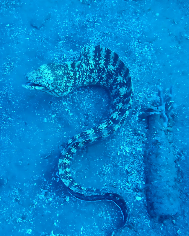 【冬こそ海の本当の美しさと出会える季節】千葉県館山市・沖ノ島ボートダイビングが冬に最高潮を迎える理由|沖ノ島ダイビングサービスマリンスノー