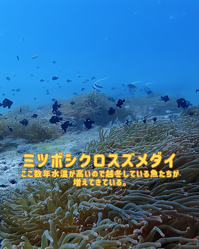 冬の沖ノ島でファンダイビングを楽しむ理由｜透明度・地形・生物が最高潮になる季節に潜る魅力とは