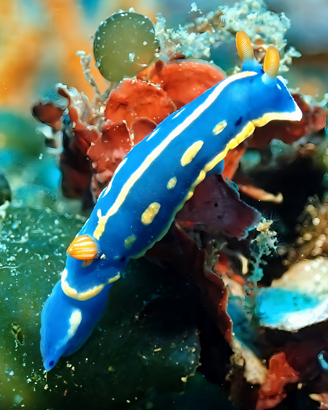 【秋の沖ノ島黒根（くろね）】季節来遊魚とウミウシが最も豊富になるベストシーズン｜千葉県館山市・沖ノ島ダイビングサービスマリンスノー