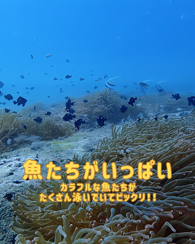 秋はダイビングライセンス取得に最適！千葉県館山市沖ノ島で始める初心者向け講習とおすすめ理由