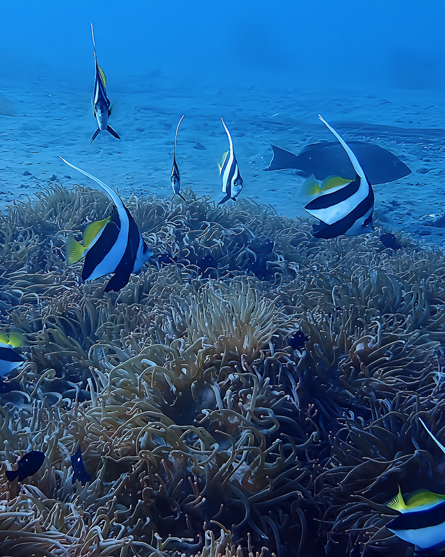 冬の千葉県館山市の沖ノ島周辺のボートポイント「黒根」は透明度も爆上がりでムレハタタテダイ50匹の群れが舞う“おさかなパラダイス” ― 冬こそ黒根が一年で最も美しく輝く理由を徹底解説