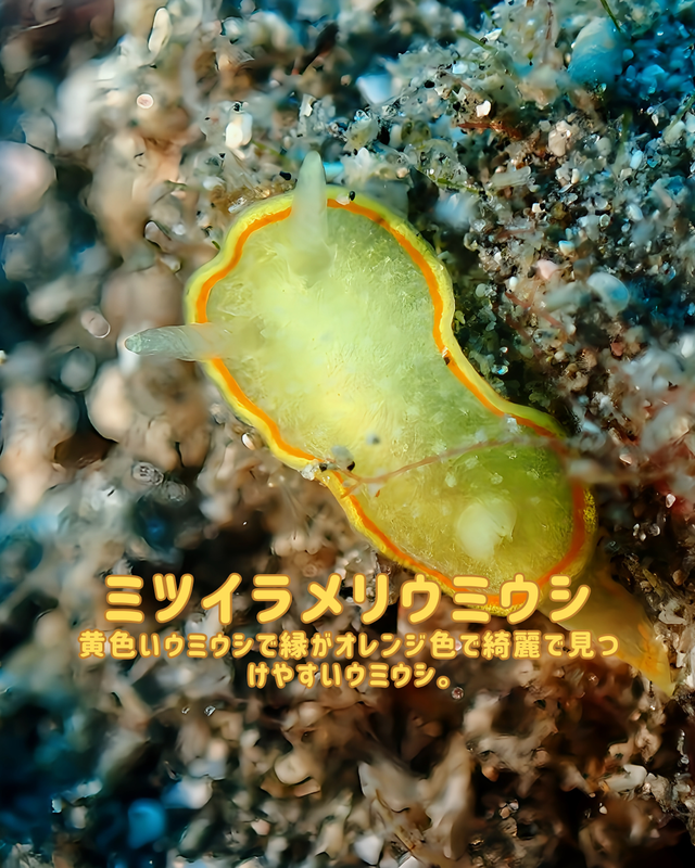 千葉県館山市の冬の黒根は“マクロの楽園”｜沖ノ島ダイビングサービスマリンスノーが冬のファンダイブをおすすめする理由【黒根編②】