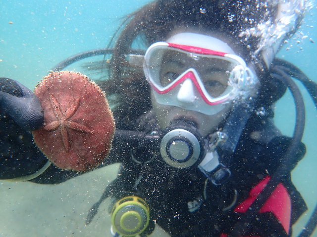 沖ノ島ビーチで体験ダイビング｜千葉県館山市の沖ノ島ダイビングサービスマリンスノー
