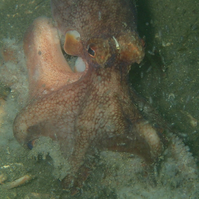 ガンゾウ根｜水深7mの初心者向けポイント