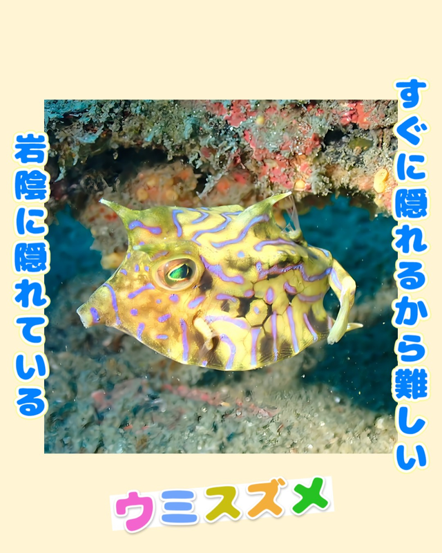 冬の千葉県館山市・沖ノ島周辺のボートポイント ワイドからマクロまで“すべてが揃う冬のプレミアムダイブ”