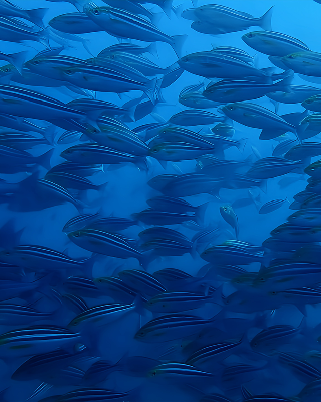 【冬〜春の沖ノ島ダイビング】透明度・魚影・マクロが最高潮に!館山の海が一年で最も美しくなる季節|沖ノ島ダイビングサービスマリンスノー