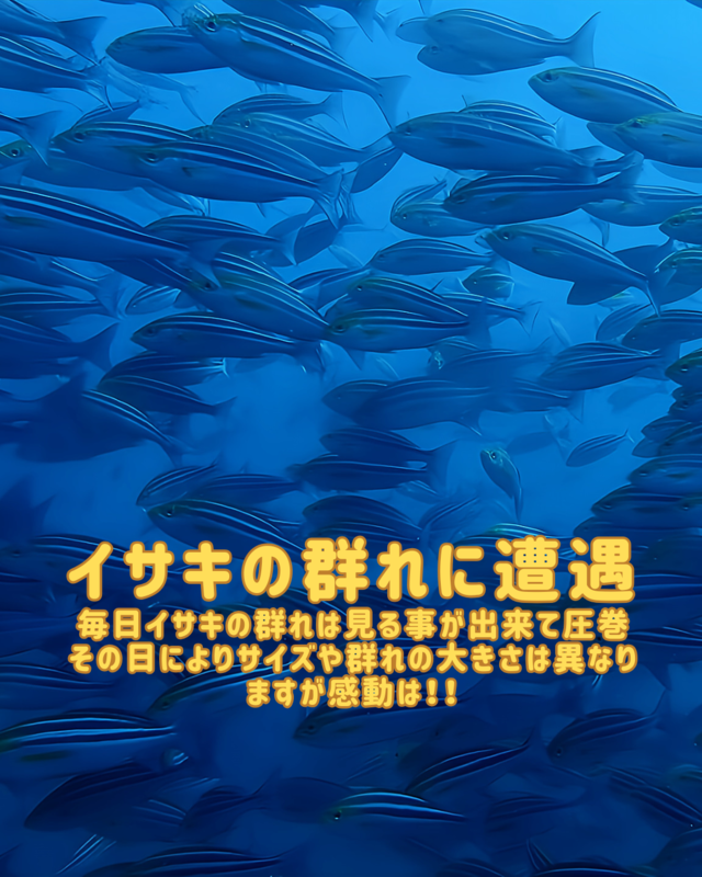 千葉県館山市・沖ノ島沈船（水雷艇）ダイビング完全ガイド｜9月の魅力と初心者にも安心の人気スポット