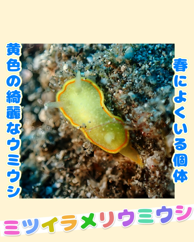 【秋の沖ノ島黒根（くろね）】季節来遊魚とウミウシが最も豊富になるベストシーズン｜千葉県館山市・沖ノ島ダイビングサービスマリンスノー