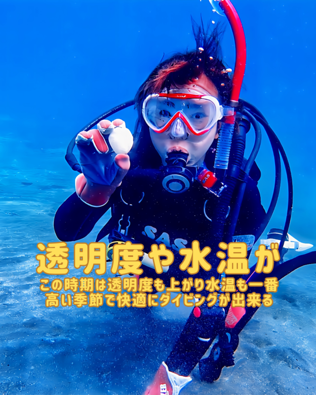 秋はダイビングライセンス取得に最適！千葉県館山市沖ノ島で始める初心者向け講習とおすすめ理由