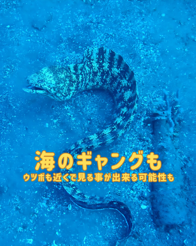秋に行きたい千葉県館山市の沖ノ島ビーチ｜体験ダイビング・シュノーケリング・スキンダイビング完全ガイド