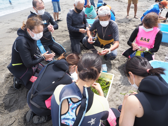 沖ノ島ビーチで行われたアマモ移植イベント2021｜千葉県館山市の沖ノ島ダイビングサービスマリンスノー
