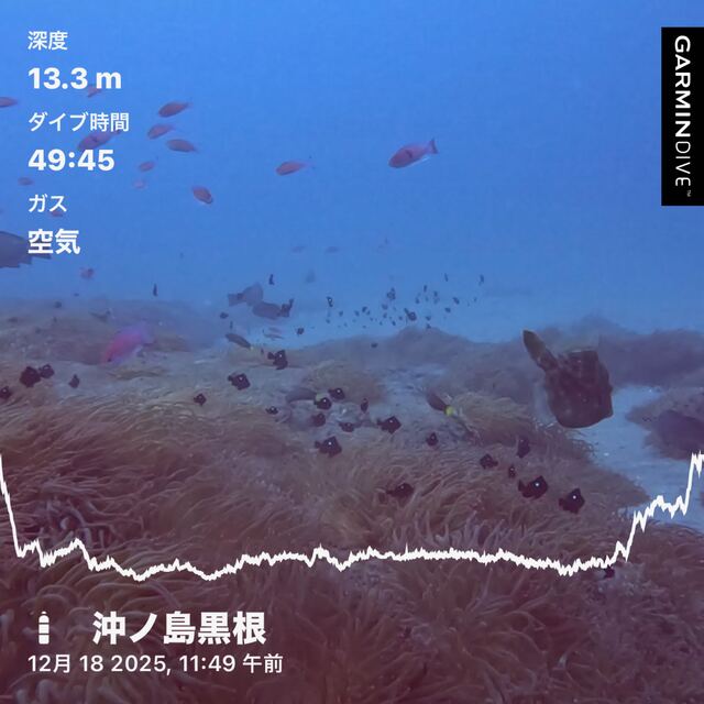 初めてでも安心｜千葉県館山市・沖ノ島沈船（水雷艇）と黒根で楽しむファンダイビング