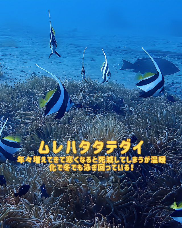 冬の沖ノ島ダイビング｜黒根が“最も美しくなる季節”を徹底解説（初心者・女性にも最適）