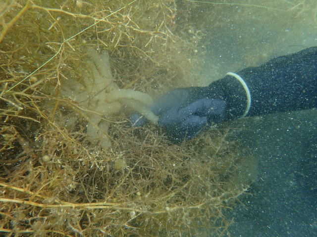 沖ノ島ビーチで体験ダイビング｜千葉県館山市の沖ノ島ダイビングサービスマリンスノー
