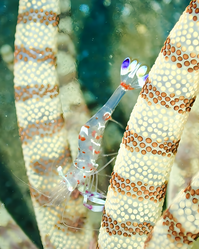 【2025年秋最新版】千葉県館山市・沖ノ島周辺のボートポイントが甲殻類天国に！沈船と黒根で楽しむマクロ＆ワイドファンダイブ徹底ガイド