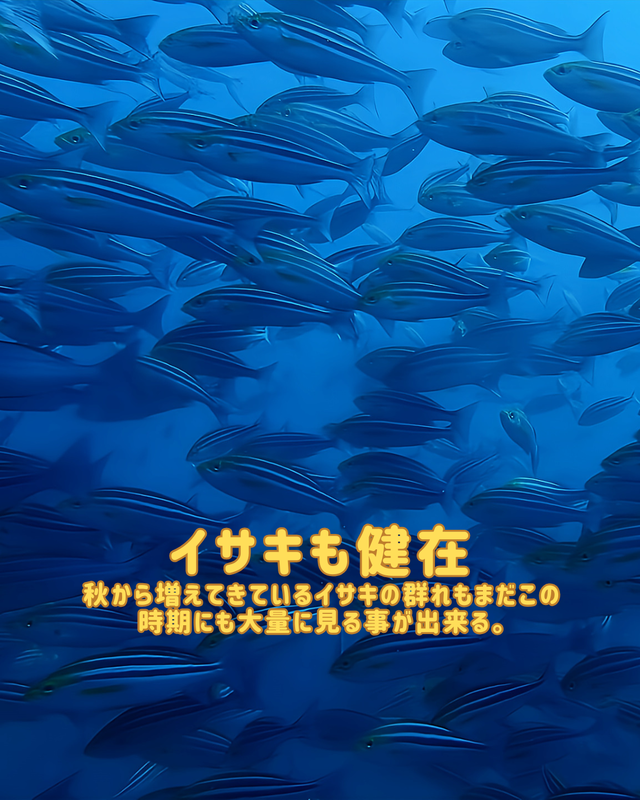 冬の沖ノ島でファンダイビングを楽しむ理由｜透明度・地形・生物が最高潮になる季節に潜る魅力とは