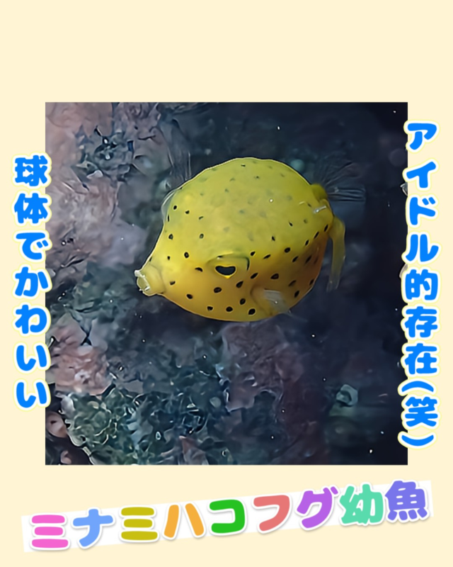 秋におすすめ！千葉県館山市の沖ノ島ビーチで楽しむダイビング・シュノーケリング・スキンダイビング体験