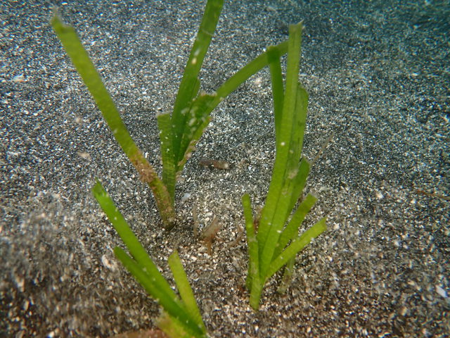 沖ノ島でアマモの定点観測｜千葉県館山市の沖ノ島ダイビングサービスマリンスノー