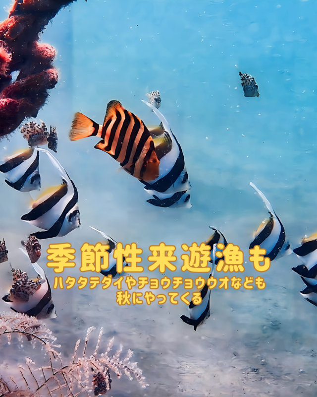 秋に行きたい千葉県館山市の沖ノ島ビーチ｜体験ダイビング・シュノーケリング・スキンダイビング完全ガイド