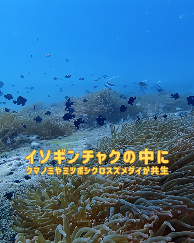 千葉県館山市の沖ノ島で秋のファンダイビング｜ワイド系撮影が魅力的な理由とおすすめスポット解説