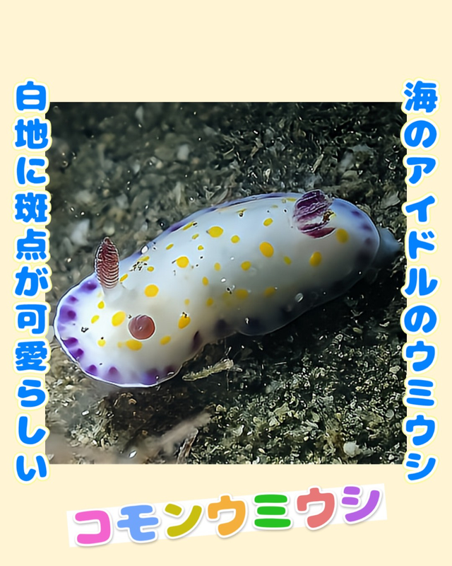 【2025年秋最新版】千葉県館山市・沖ノ島のボートポイントがウミウシ天国に！マクロ派ダイバー必見のファンダイブスポットを徹底紹介