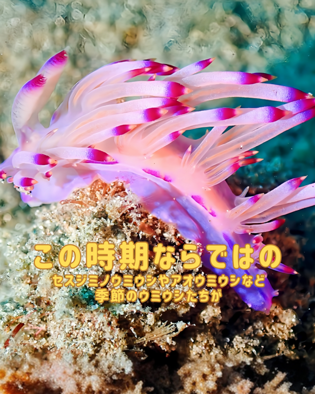 秋の館山・沖ノ島で楽しむファンダイブ｜マクロ生物・ウミウシ・甲殻類を徹底解説するダイビング体験