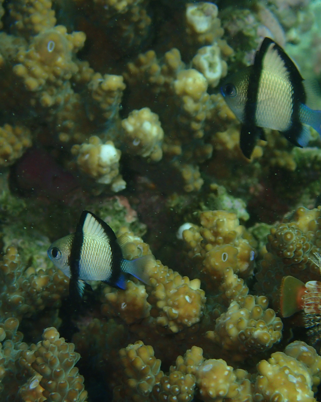 秋の千葉県館山市・沖ノ島ボートダイビング特集｜透明度抜群の海と色とりどりの魚たちが魅せる秋の海中世界