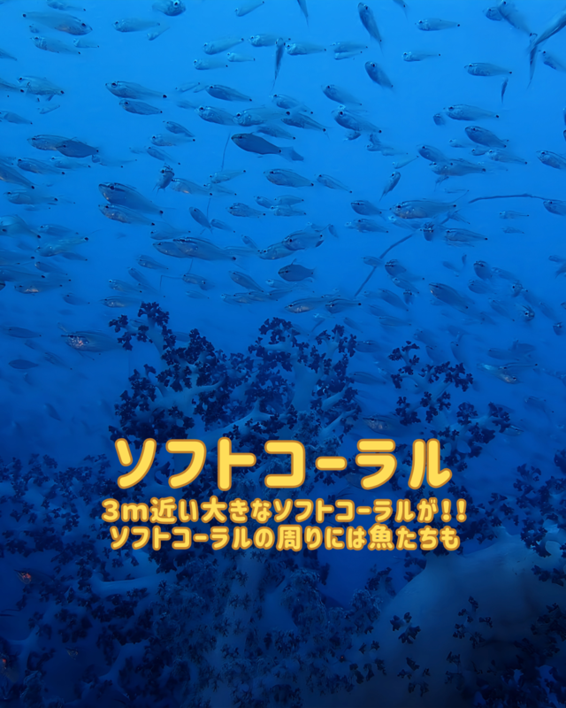 千葉県館山市・沖ノ島沈船（水雷艇）ダイビング完全ガイド｜9月の魅力と初心者にも安心の人気スポット