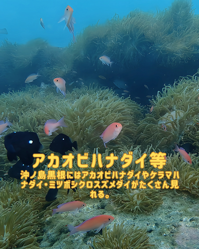 【2025年秋最新版】千葉県館山市・沖ノ島の沈船（水雷艇）と黒根で楽しむワイドファンダイブ｜光と群れが織りなす絶景ポイントを徹底紹介
