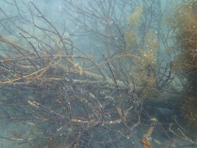 沖ノ島のアマモ調査＆アオリ産卵床確認｜千葉県館山市の沖ノ島ダイビングサービスマリンスノー