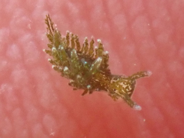 沖ノ島のアマモ調査の時にミドリアマモウミウシ発見|千葉県館山市の沖ノ島ダイビングサービスマリンスノー