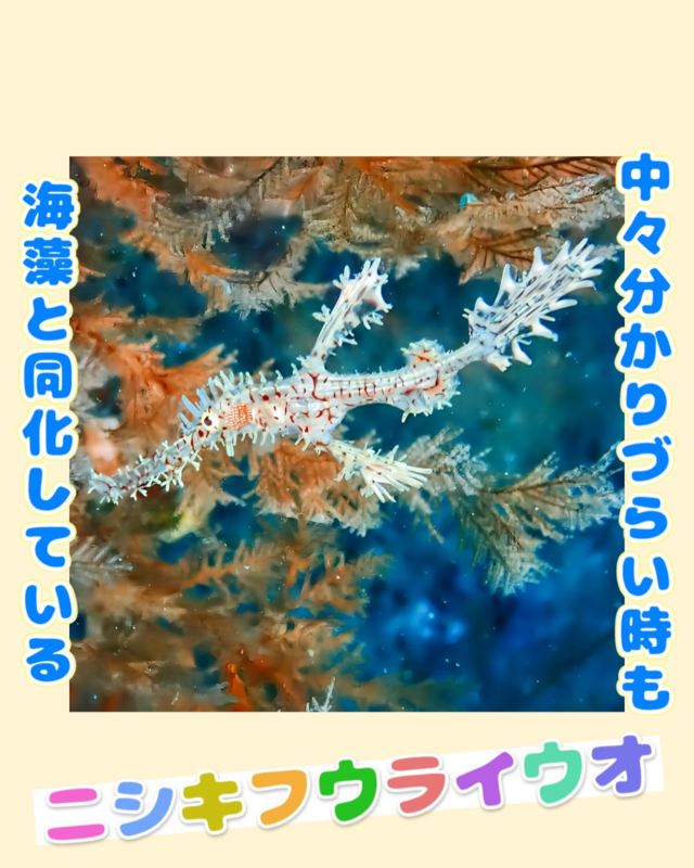 秋のベストシーズンに千葉県館山市の沖ノ島でファンダイビング｜透明度抜群の海を楽しむ沖ノ島ダイビングサービスマリンスノー