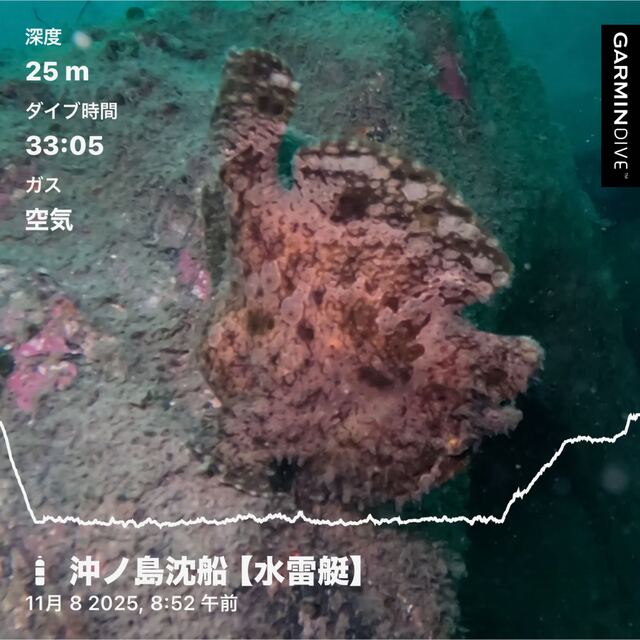 【千葉県館山市・沖ノ島】沈船と黒根で楽しむファンダイビング｜沖ノ島ダイビングサービスマリンスノーが案内する感動の海中世界