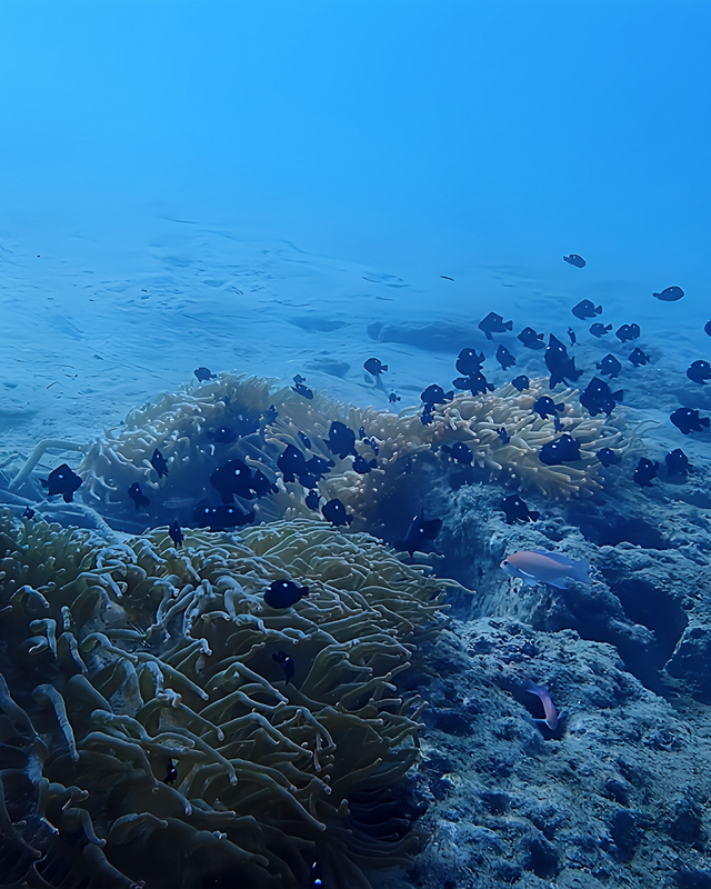 冬の千葉県館山市の沖ノ島周辺のボートポイント「黒根」は透明度も爆上がりでおさかなパラダイス ― 冬こそ本番！浅場ワイドの黒根が一年で最も美しくなる理由