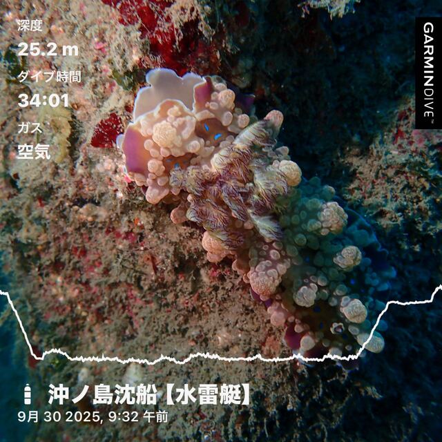 千葉県館山市の沖ノ島沈船（水雷艇）と黒根で楽しむファンダイビング｜透明度・水温データと南房総ダイビングの魅力