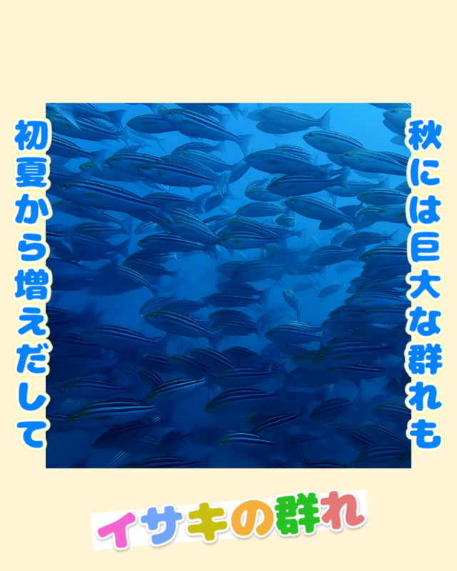 9月の千葉県館山市・沖ノ島沈船（水雷艇）ダイビングの魅力｜初心者から楽しめる人気スポット徹底解説