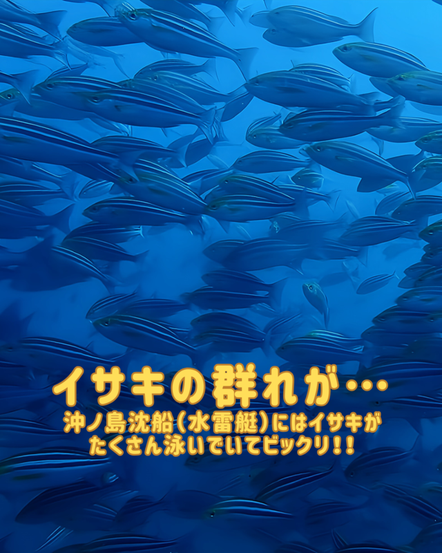 秋のファンダイビングなら千葉県館山市・沖ノ島！沈船と黒根で出会える魚群と季節限定の海の魅力を徹底解説