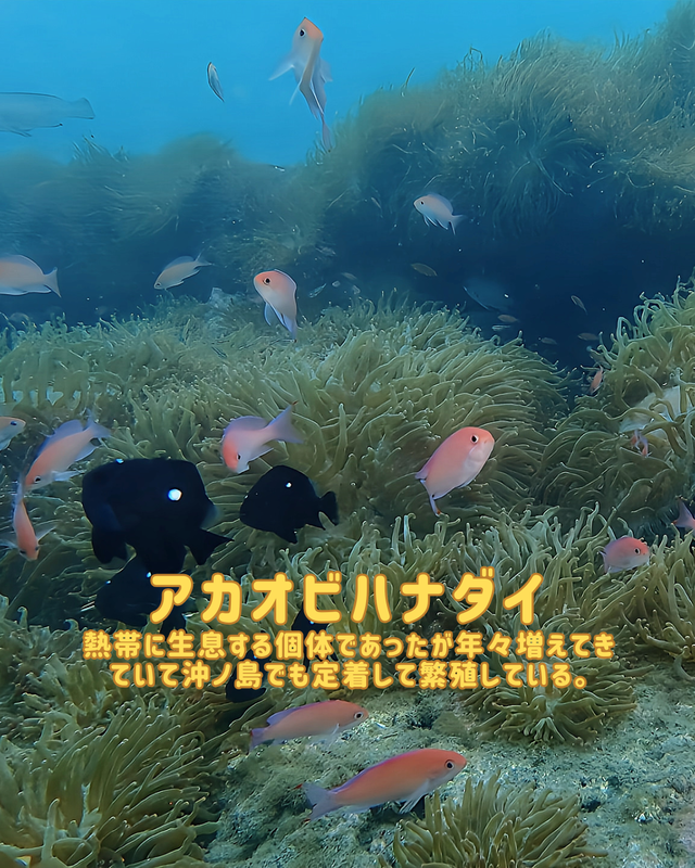 冬の沖ノ島ダイビング｜黒根が“最も美しくなる季節”を徹底解説（初心者・女性にも最適）