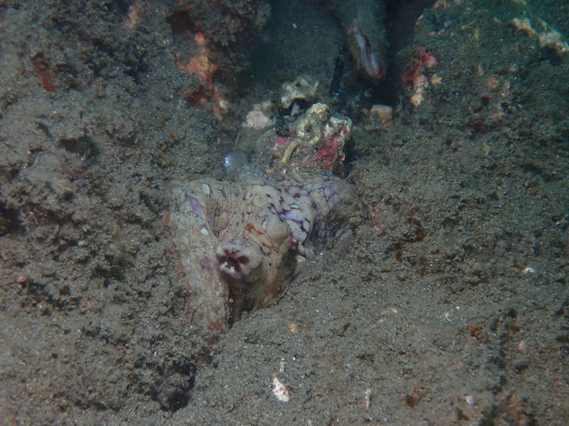 沖ノ島沈船＆黒根でファンダイブ｜千葉県館山市の沖ノ島ダイビングサービスマリンスノー