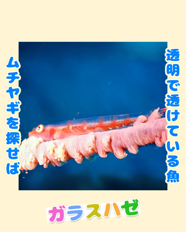 【秋〜冬の沖ノ島沈船ダイビング】透明度・魚影・マクロ生物が揃う最高のシーズン｜沖ノ島ダイビングサービスマリンスノー