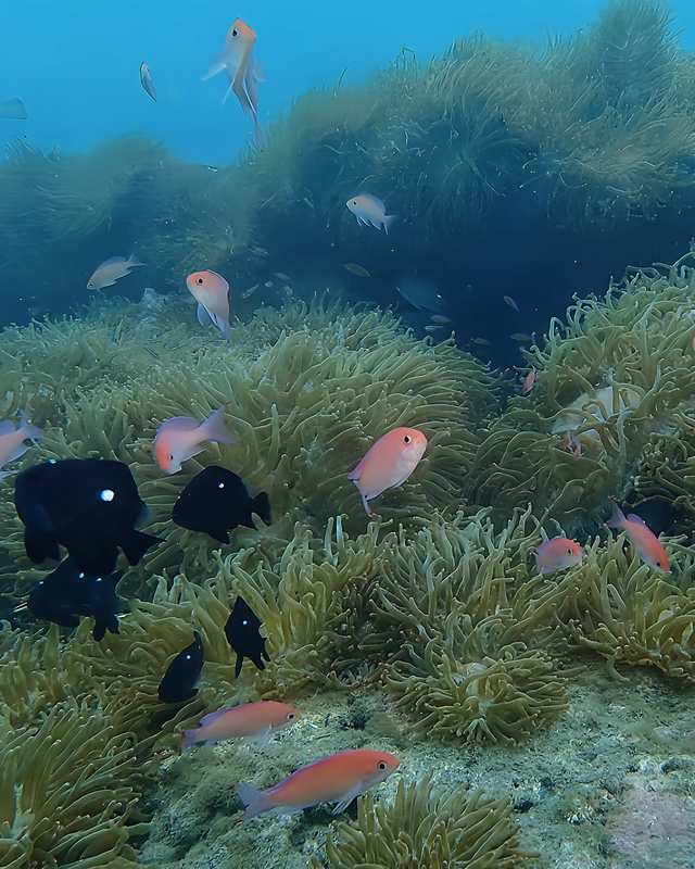 冬の千葉県館山市の沖ノ島周辺のボートポイント「黒根」は透明度も爆上がりでおさかなパラダイス ― 冬こそ本番！浅場ワイドの黒根が一年で最も美しくなる理由
