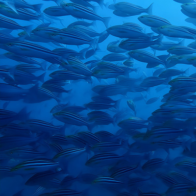 沖ノ島の水中の透明度が分かる写真