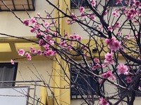 桜②