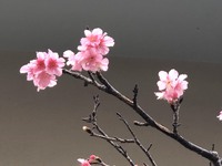 桜④