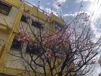 桜①
