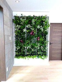 室内壁面緑化　植込み完了