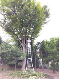ケヤキ剪定中　脚立