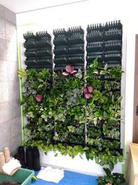 室内壁面緑化　作業中②