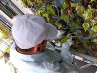 壁面緑化メンテ　作業中